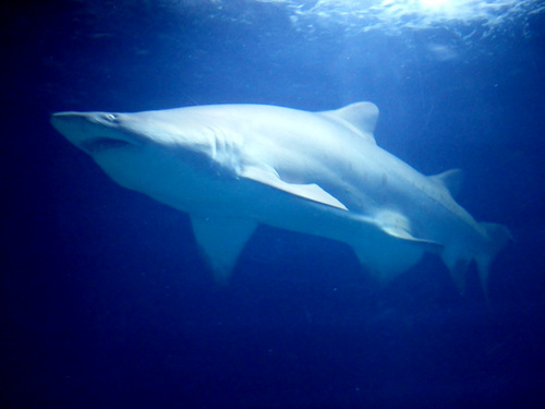 L'Oceanogr&agrave;fic Center.